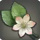 Alyssum icon