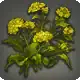 Field Mustard icon
