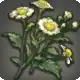Chickweed icon
