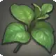 Hallowed Basil icon