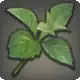 Yanxian Parsley icon