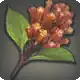 Cloves icon