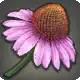 Coneflower icon
