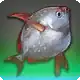 Meandering Mora icon