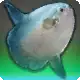 Mora Tecta icon