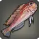 Rasa Fish icon
