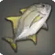 Goldfin Cavalli icon