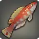 Iris Wrasse icon