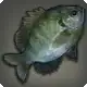 Garlean Bluegill icon