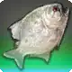 Pearl Pipira icon