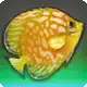 Python Discus icon