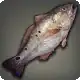 Red Drum icon