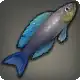 Lunar Cichlid icon