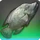 Circuit Tilapia icon
