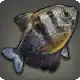 Petticoat Tetra icon