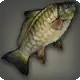 Mirror Carp icon