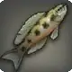 Checkered Cichlid icon