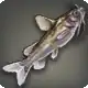 Shark Catfish icon