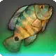 Ilyon Asoh Cichlid icon