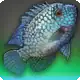 Hwittayoanaan Cichlid icon