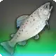 Thunderswift Trout icon