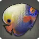 Angelfish icon