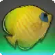 Goldenfin icon