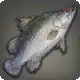 Red-eyed Lates icon