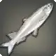 Regal Silverside icon