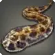Leopard Eel icon