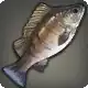Toothsome Grouper icon