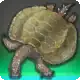 Henodus Grandis icon
