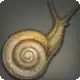 Allagan Snail icon