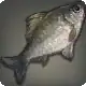 Black Velodyna Carp icon
