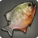 Rainbow Pipira icon