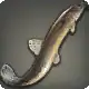 Heritage Loach icon