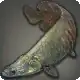 Lozatl Pirarucu icon