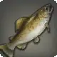 Watts Trout icon