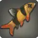 Clown Loach icon