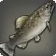 Kissing Trout icon