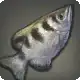 Archerfish icon