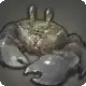 Shadow Crab icon
