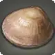 Devotion Clam icon
