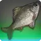 Matron Carp icon
