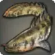 Warmwater Bichir icon