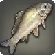 Xenocypris icon