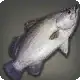 Yanxian Barramundi icon