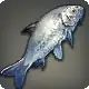 Blue-fish icon