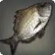 River Bream icon