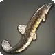 Turali Loach icon